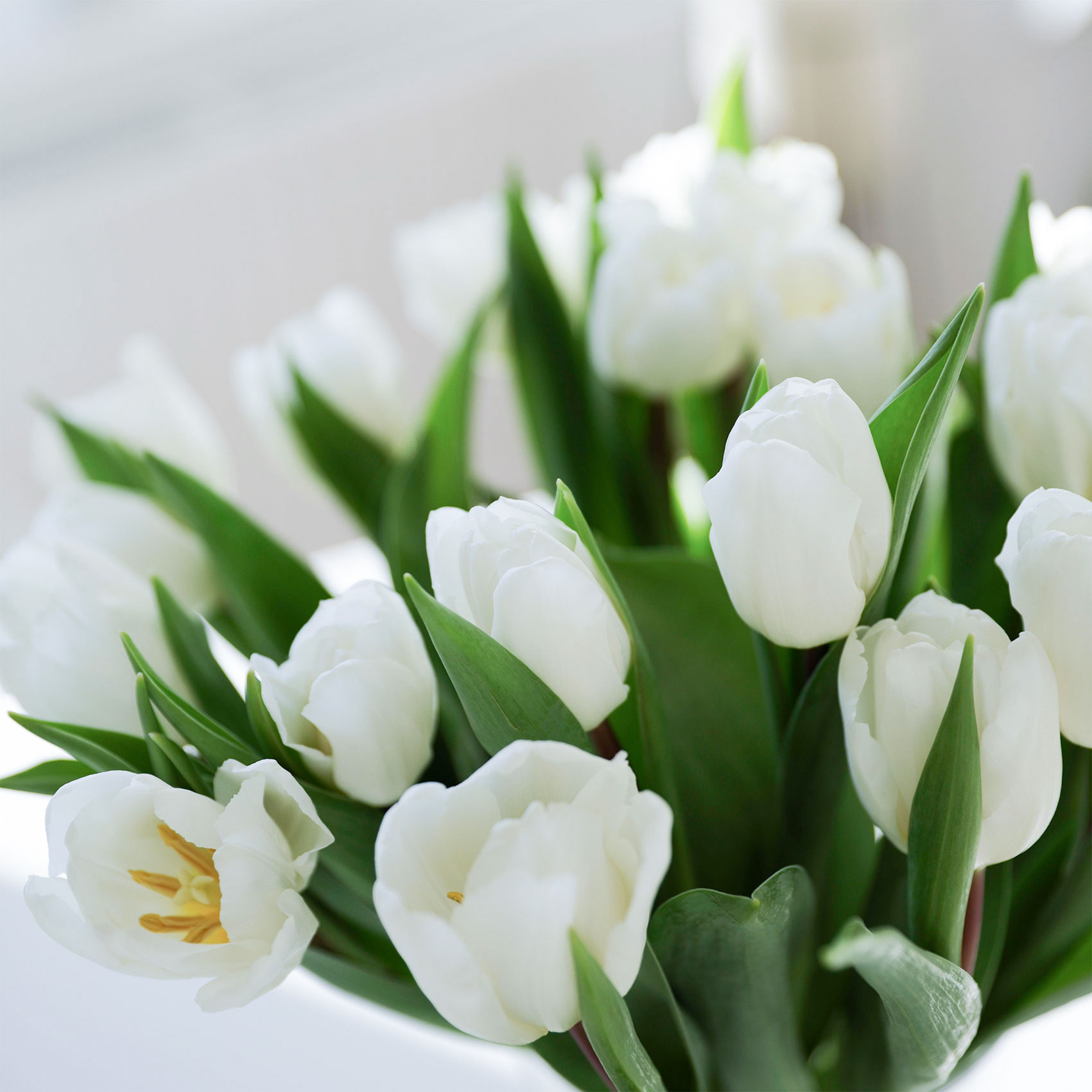 Weiße Tulpen, Blumenstrauß, Frühlingsblumen, Deko für den Tisch