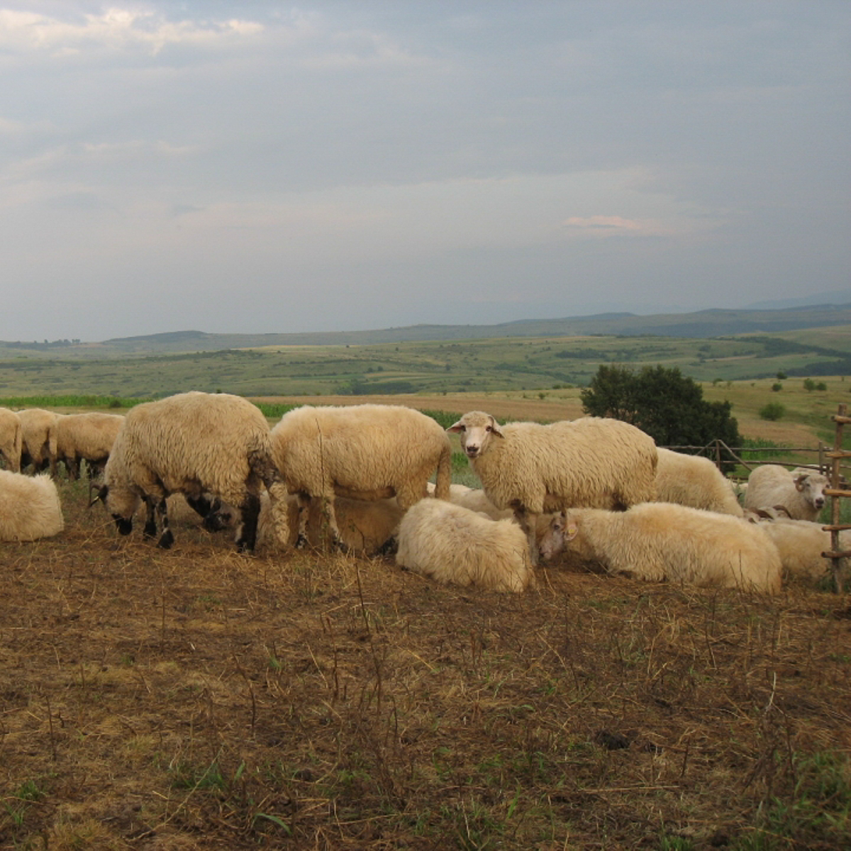 Schafe Natur Natürliche Materialien Österreich