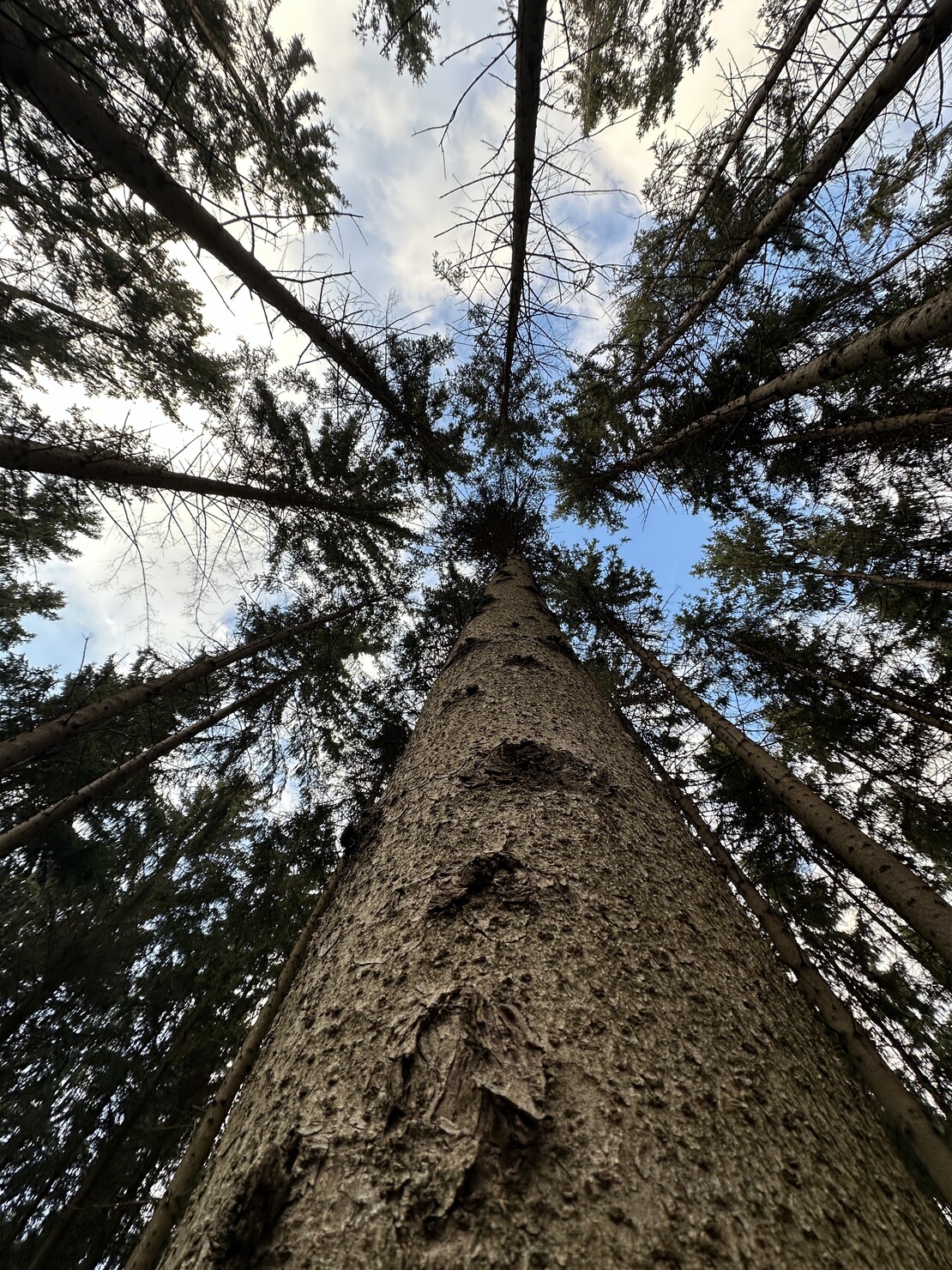 Hohe Bäume im Wald – Symbol für die Naturverbundenheit und den nachhaltigen Anspruch von Mondschein Design als umweltbewusstes Modelabel.